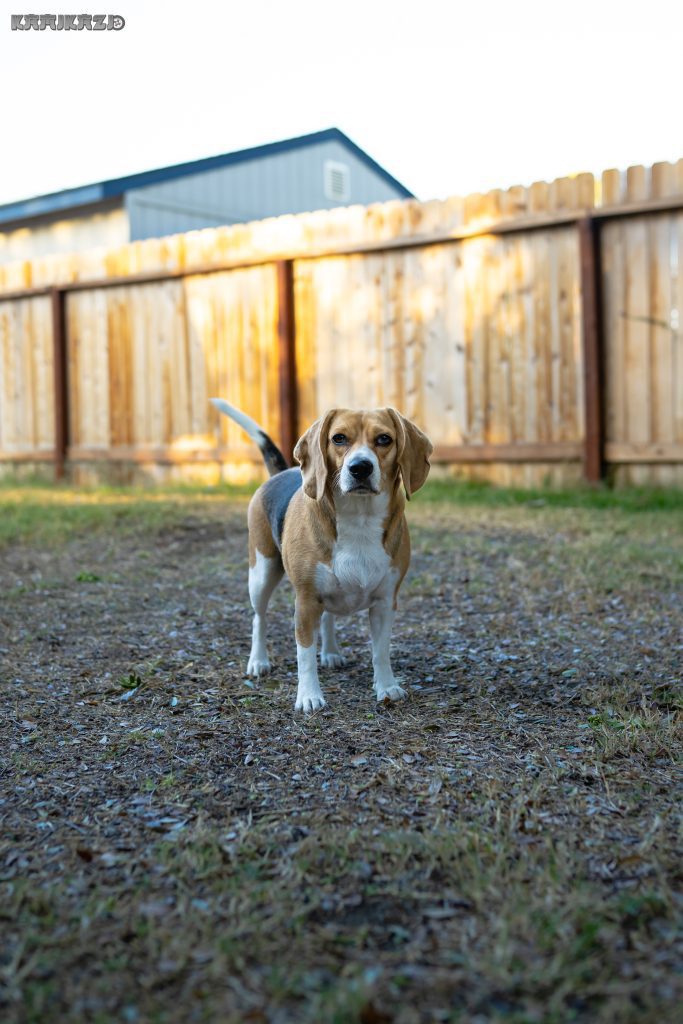 Beagle standing on grass in a fenced backyard. Japanese text KATIKATZD in the top left of the image.